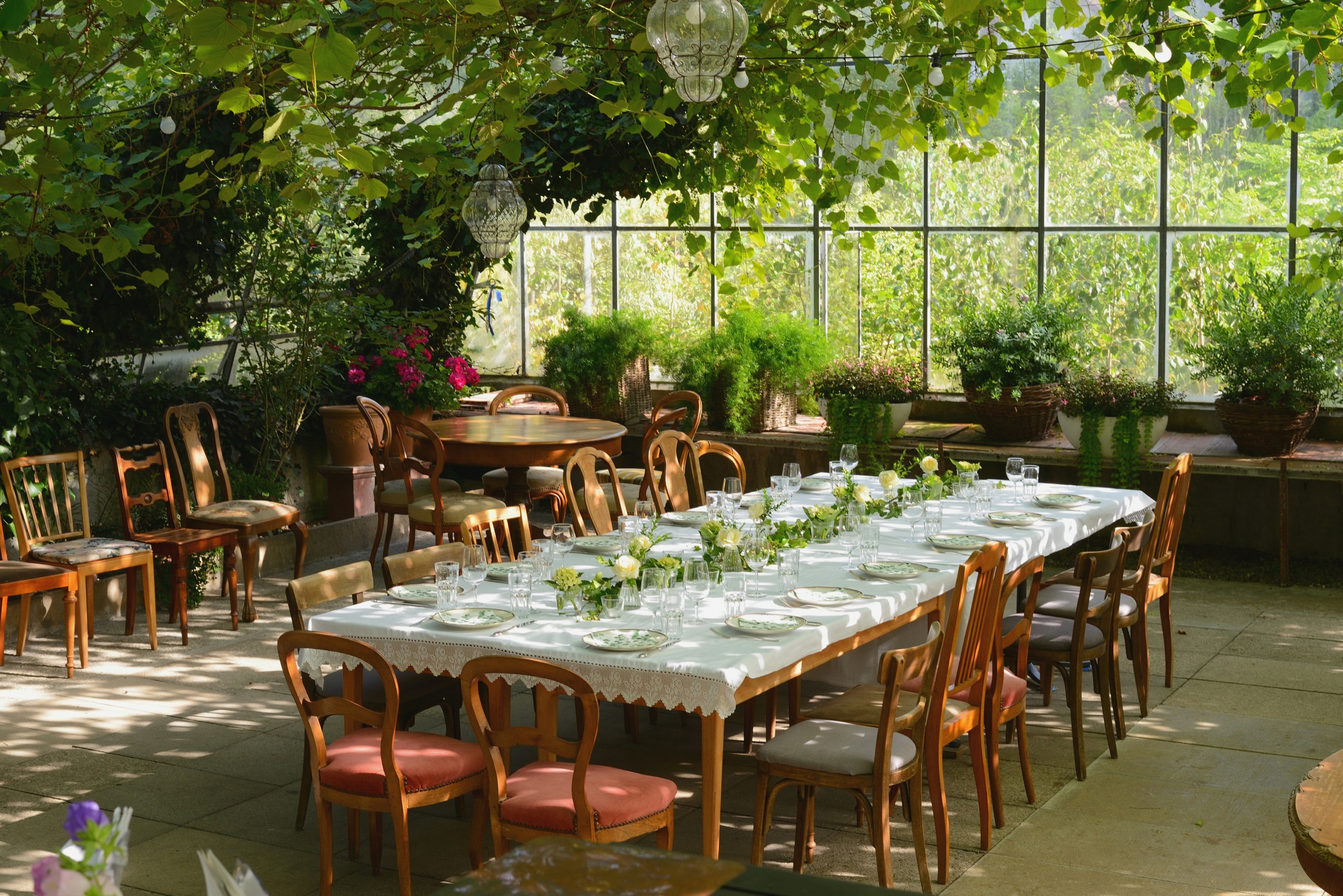 A long dining table dressed in white lace and fresh flowers under vines and hanging lanterns in a glasshouse